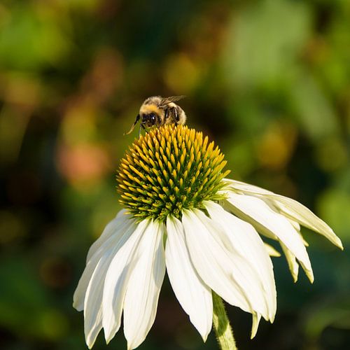 Bij op margriet