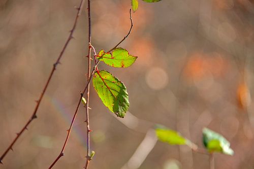 Bramenblad in de late winterzon