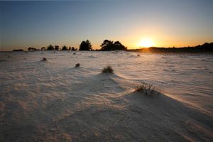 Gras en duinen van Mark Leeman