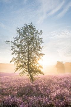 Berk op de bloeiende heide tijdens een mistige zonsopkomst van John van de Gazelle