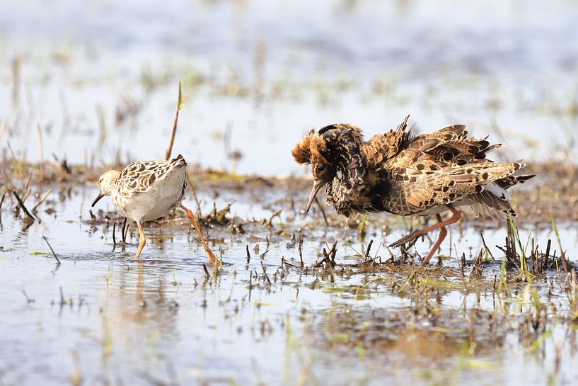 Turmfalke von Rinnie Wijnstra (FotoAmeland )