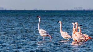 Flamingos in den Niederlanden, der Phoenicopterus roseus.