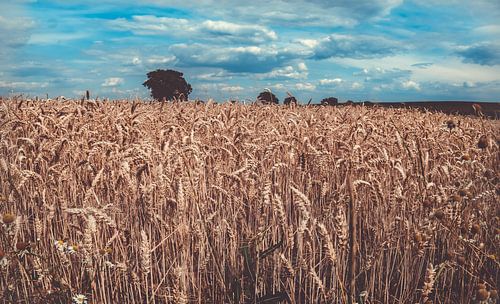 touche Cappuccino -1