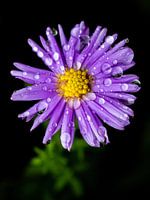 Asters avec gouttes de pluie