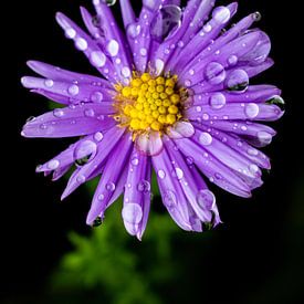 Asters with Raindrops by Amber Koehoorn