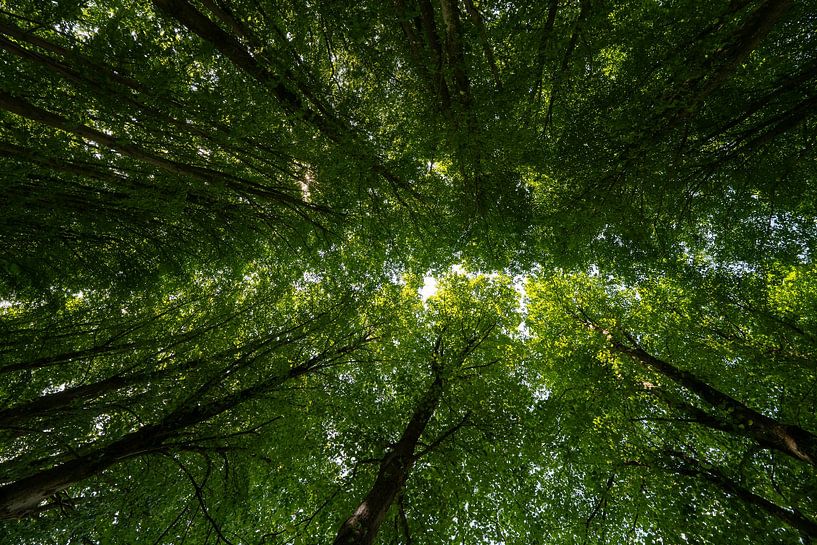 Galaxy of green by Bas Bakker Fotografie