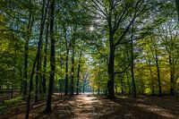 Autumn in a forest