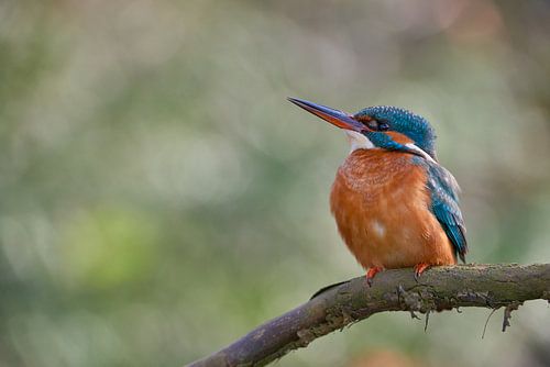 IJsvogel