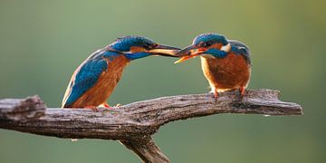 IJsvogel - Visoverdracht van IJsvogels.nl - Corné van Oosterhout