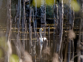 Un cygne chanteur dans un petit lac sur Matthias Thiedeke