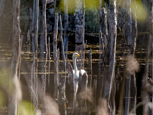 Singschwan in einem kleinen See