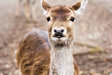 Ree in het wild von Petra Brouwer