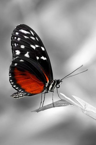 Le papillon de la passion sur Violetta Honkisz