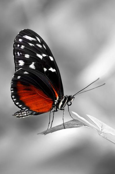 Le papillon de la passion par Violetta Honkisz