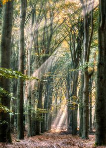 Verwunschener Wald von Robin Pics (verliefd op Utrecht)