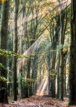 Enchanted forest van Robin Pics (verliefd op Utrecht)