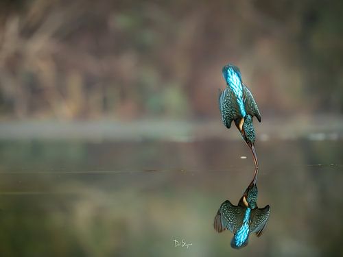 Kingfisher dive