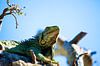 Majestueuze Groene Leguaan op Bonaire van Guy Florack thumbnail