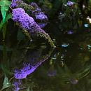 Schmetterlingsstrauch über dem Wasser von Anouschka Hendriks Miniaturansicht