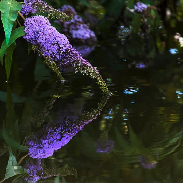 Schmetterlingsstrauch über dem Wasser von Anouschka Hendriks