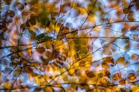Automne
