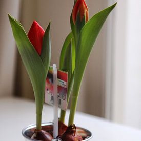 ton ten velde profielfoto