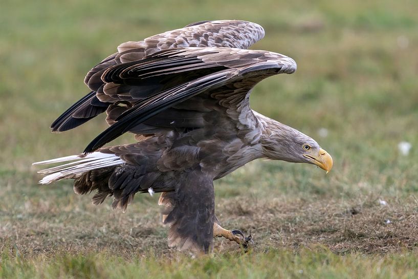 Gandalf der Weißkopfseeadler von Bob de Bruin