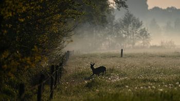 Reebok zwischen Löwenzahn