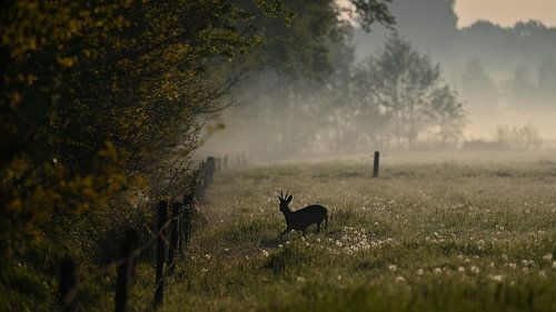 Reebok among dandelions