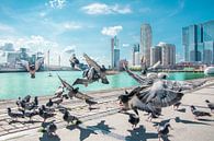 De vogels Rotterdam van Niels Hemmeryckx thumbnail