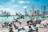 The birds Rotterdam