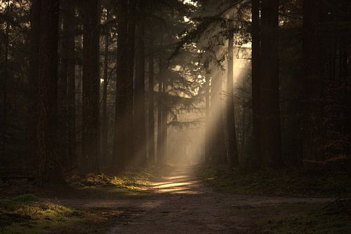 Soleil de velours sur Marcha Bos Fotografie