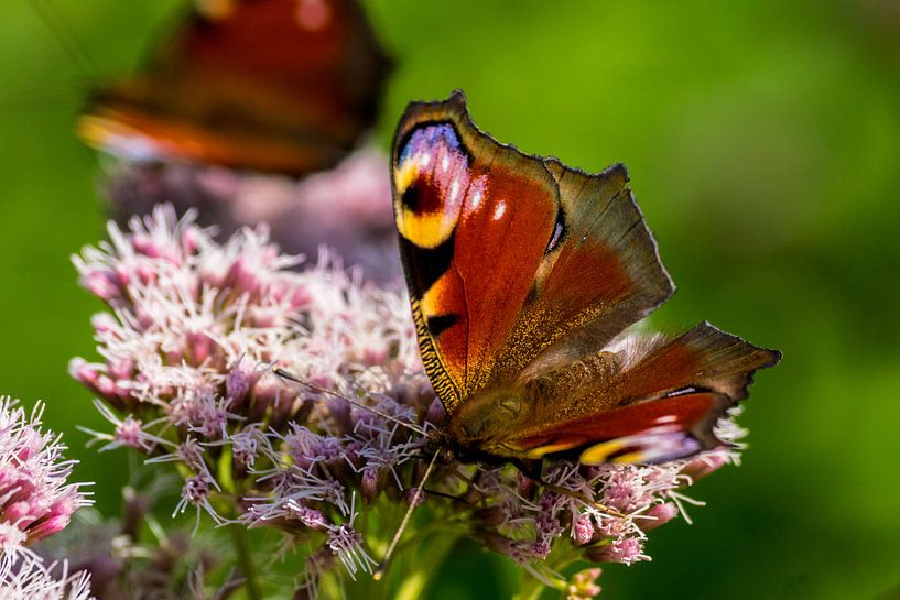 Vlinders van Flevoland. van Berend Kok