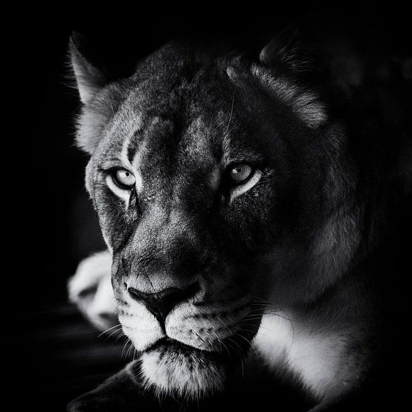 The Look by Jerry Berry