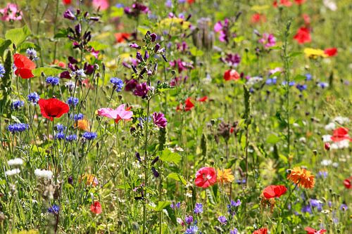 Colorful summer flowers on a flower meadow, Germany, Europe