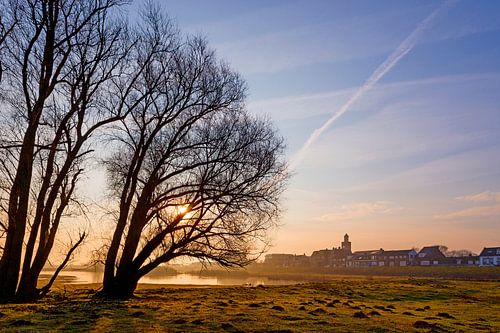 Des saules dans la plaine d'inondation pendant l'heure d'or