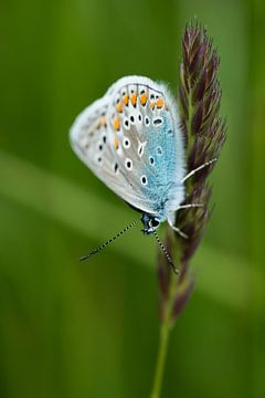 Blauwe vlinder op gras van Jo Beerens