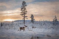 Rendieren in een winters landschap