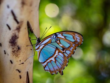 Prachtige vlinder op een tak van Daniëlle Langelaar Photography