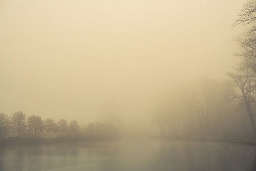 Het ontwaken van bomen in het ochtendlicht. Monochroom.