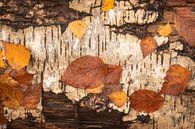 Herbstblätter auf Rinde von Michel Seelen Miniaturansicht