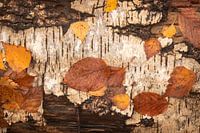 Feuilles d'automne sur écorce