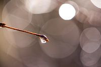 Diamond drop