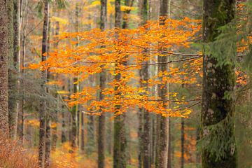 Autumn leaves by Patrick Lohmüller
