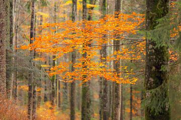 Feuilles d'automne sur Patrick Lohmüller