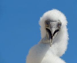 Küken-Tölpelvogel von Melissa Gernette
