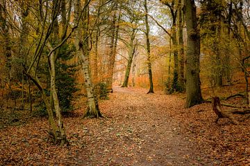 Herfst gevoel in de bossen bij Heelsum in Gelderland