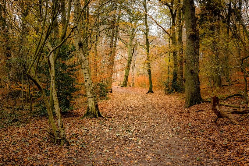 Herfst gevoel in de bossen bij Heelsum in Gelderland van Rob IJsselstein