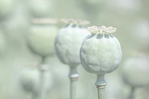 Bulbes de pavot