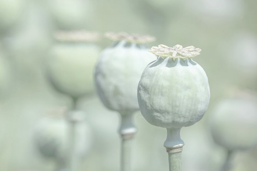 Bulbes de pavot par Caroline Guerain